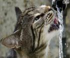 Kedi içecek su